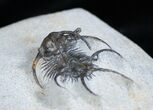 Spiny Ceratarges Trilobite From Morocco #1704-2